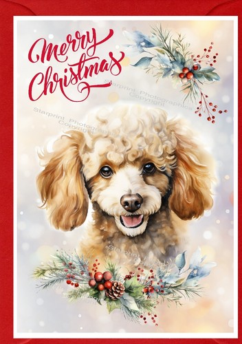 Poodle dog christmas - (apricot),