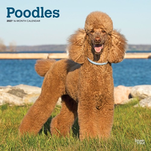 Poodles calendar 2027 - calendar,