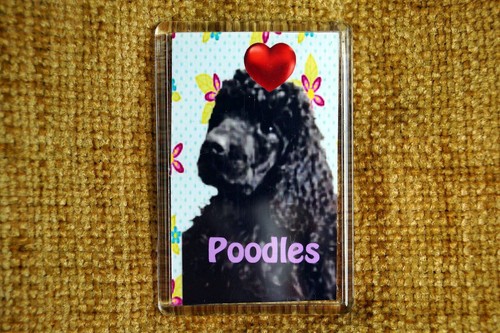 Poodle dog fridge magnet - poodle,