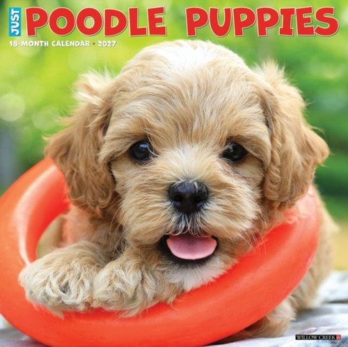 Poodle puppies 2027 - poodle, wall