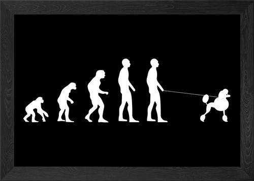 Poodle evolution - poodle,