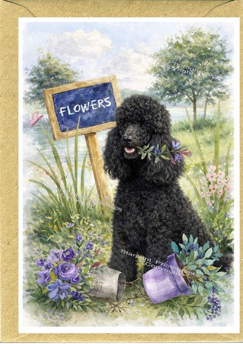 Poodle dog - poodle, (black)