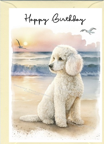 Poodle white dog - poodle,