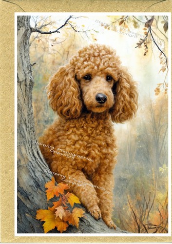 Poodle dog - poodle, (apricot)