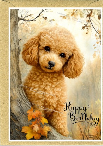 Poodle apricot dog - poodle,