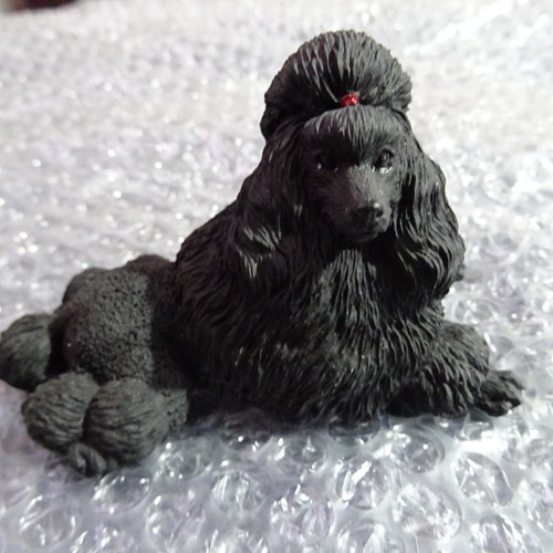 Black standard poodle show - in,