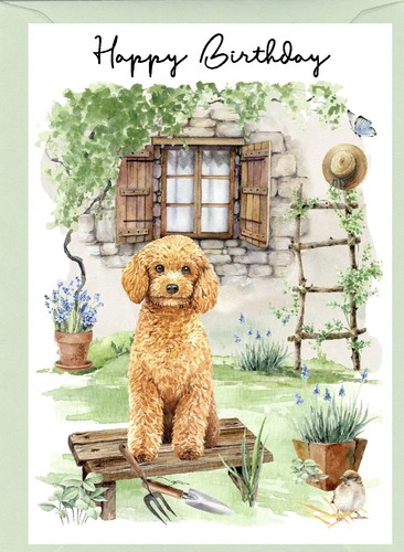 Poodle apricot dog - poodle,