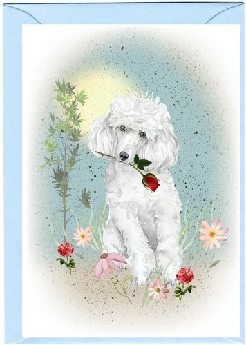 Poodle white dog - white, (4"x