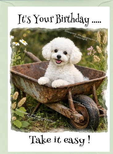 Poodle white dog birthday - poodle,