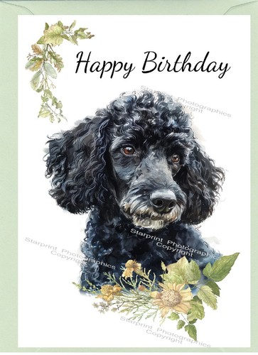 Poodle black dog - poodle,