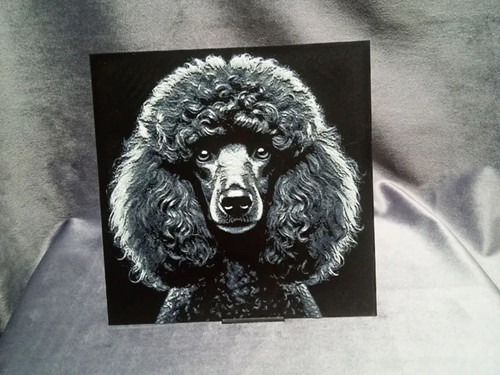 Poodle dog - poodle,