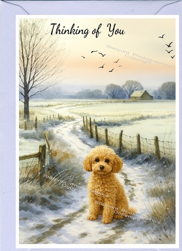 Poodle apricot dog - thinking, of