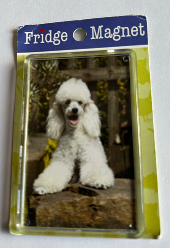 White poodle dog - white,