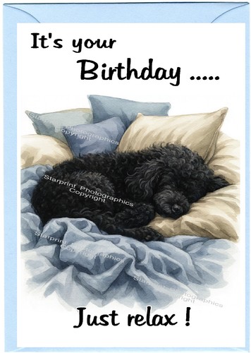 Poodle black dog - black,