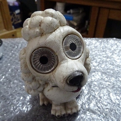 Sitting poodle with - with, solar
