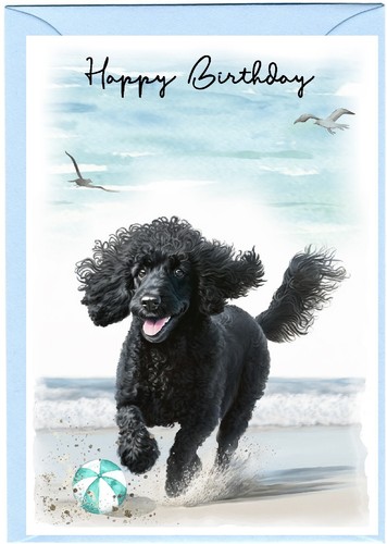 Poodle black dog - poodle,