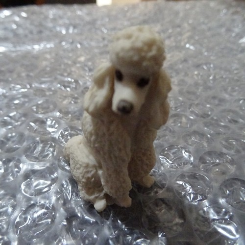 Sitting standard poodle - standard,