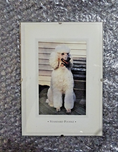 White standard poodle - white,