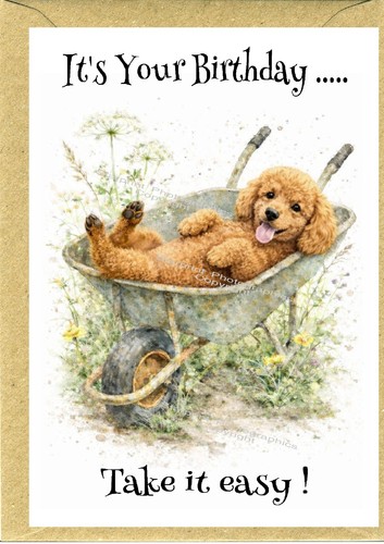 Poodle apricot dog - poodle,