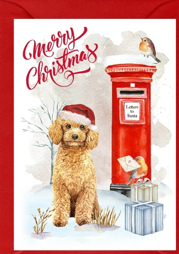 Poodle dog 4 x - (apricot),