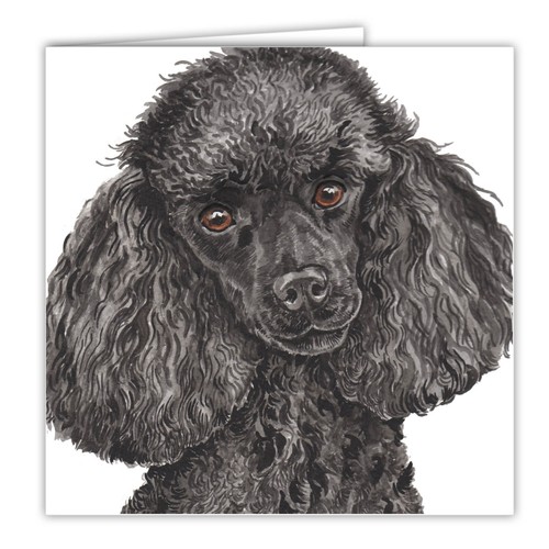 Poodle black dog - poodle, 6