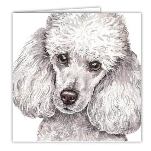 Poodle dog card 6 - poodle, inches