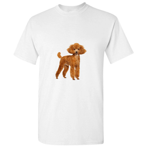 Brown poodle dog cute - dog, baby