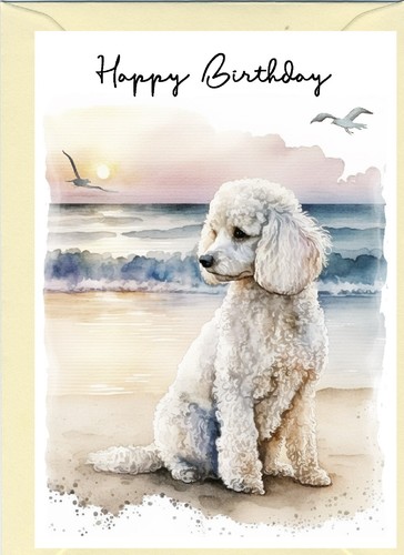 Poodle white dog - dog, card