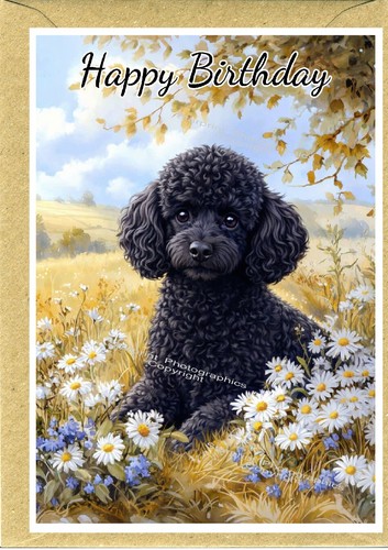 Poodle black dog - black, birthday