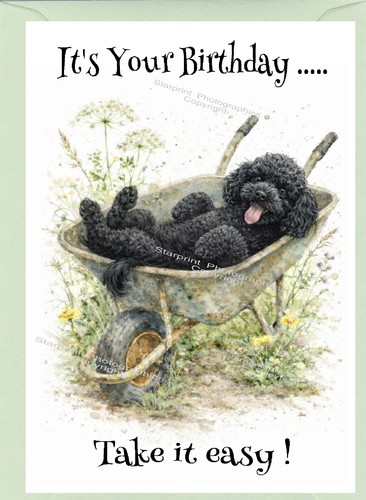 Poodle black dog - poodle,
