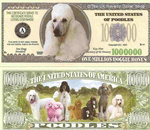 Poodle dog puppy lovers one - dog,