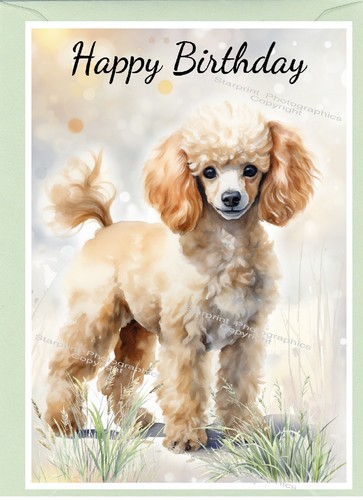Poodle apricot dog - poodle,