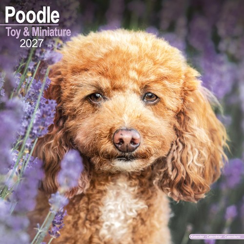 Toy miniature poodle - &, 2027