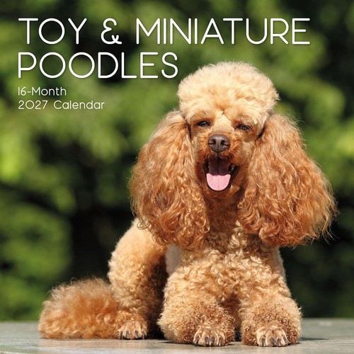 Toy miniature poodle - , "12