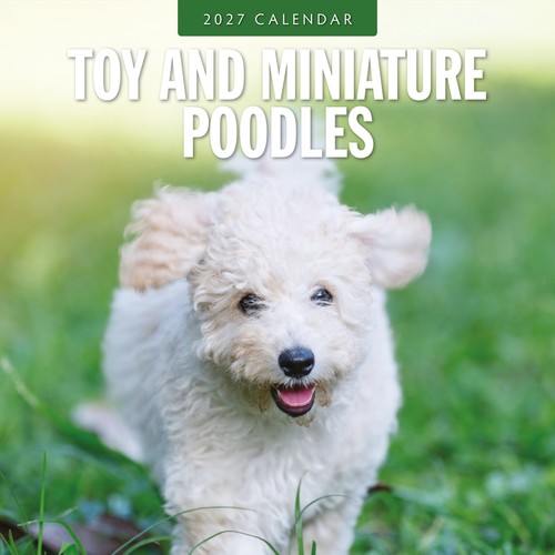 Toy and miniature poodles - toy, 2027
