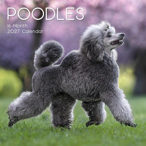 Poodle dog x 12 square - poodle,