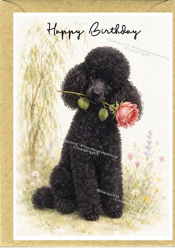 Poodle black dog birthday - black,