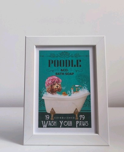 Poodle wash your - poodle, &