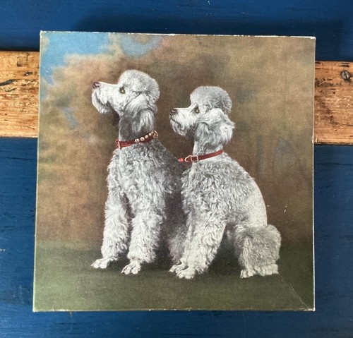 50s vintage boxed poodle - vintage,