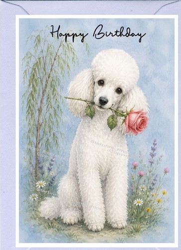 Poodle white dog birthday card - poodle,