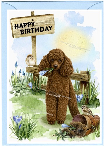 Poodle brown dog - (4"x, 6")