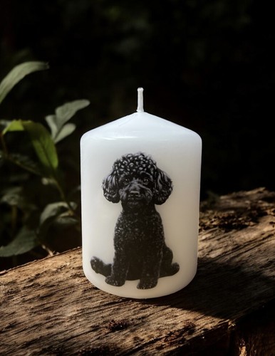 Black poodle dog - dog, x